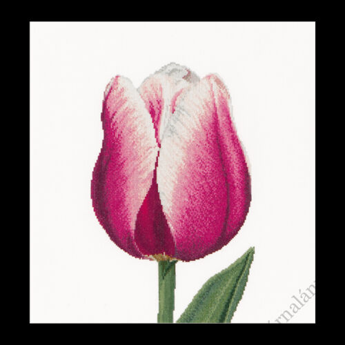 Piros - fehér Triumph tulipán - keresztszemes készlet