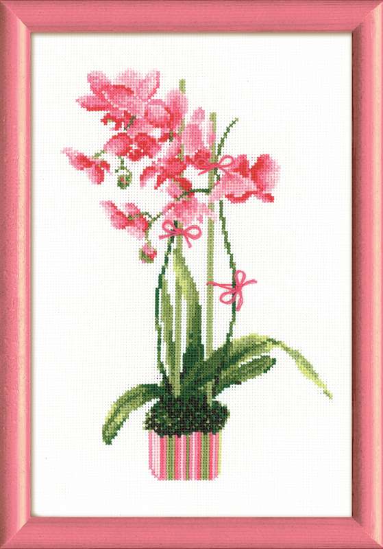 Rózsaszín orchidea